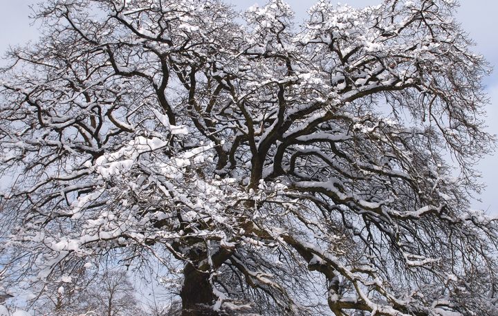 !baum februar