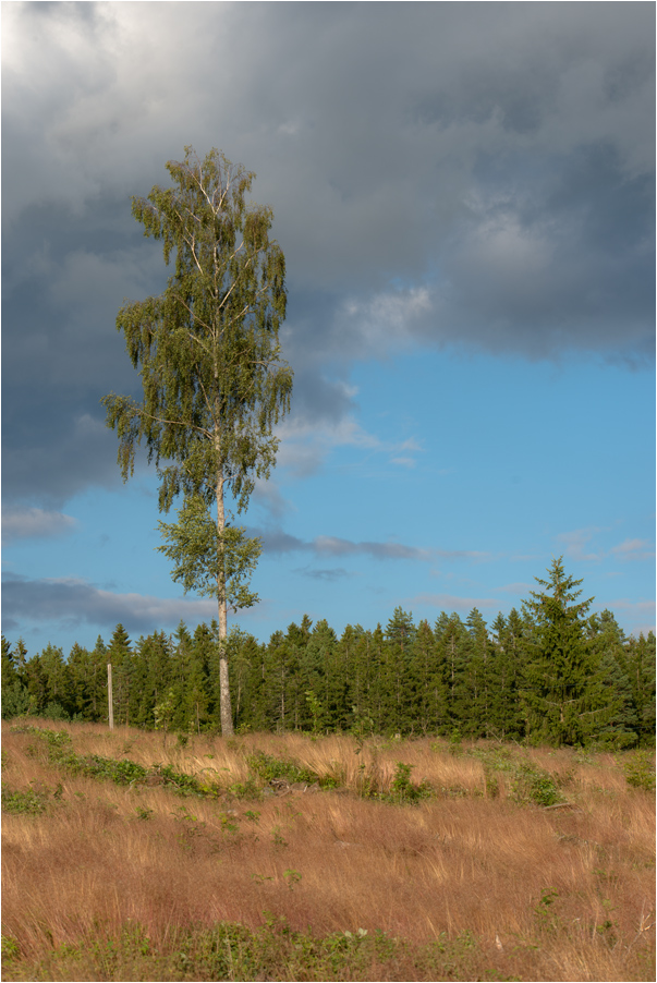 baum ganz allein