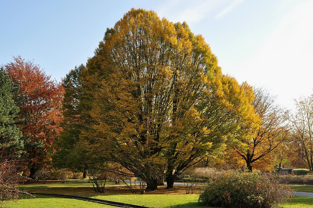 Baum grün