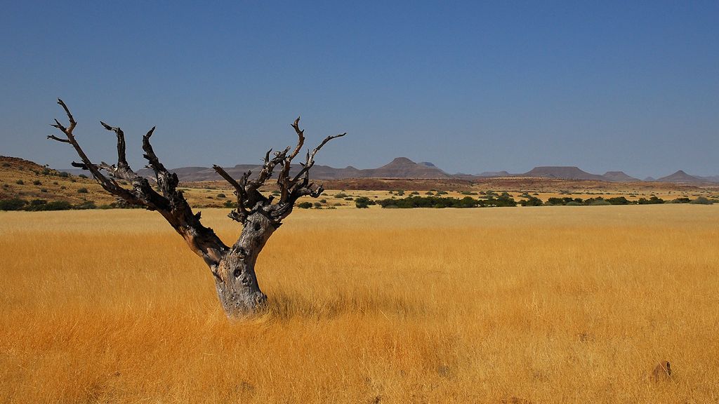 Baum im Damaraland (Palmwag Konzession)
5965
