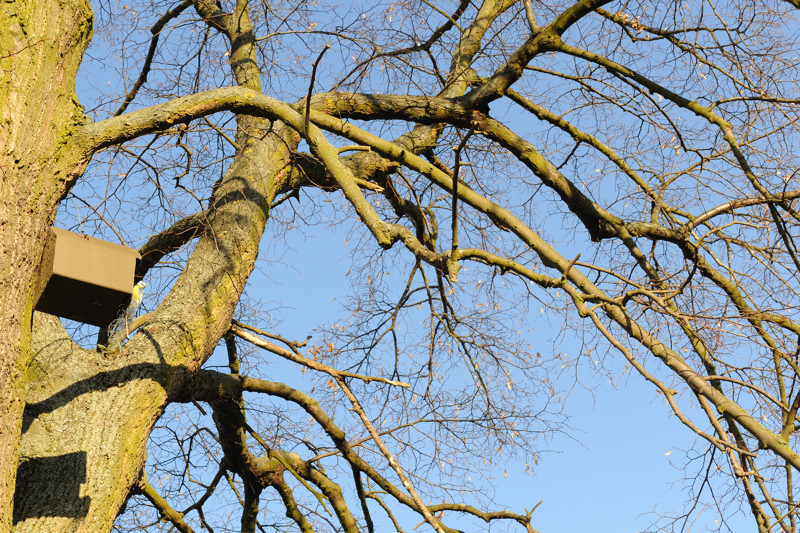Baum im.Februar