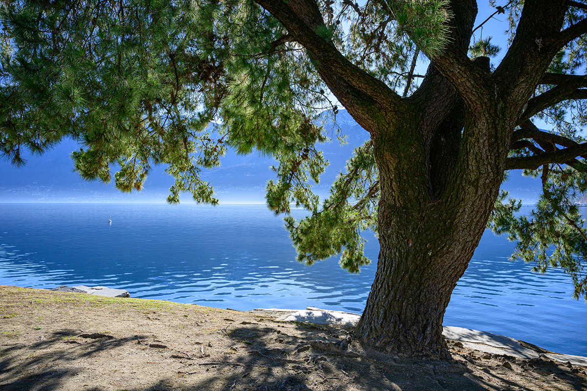 Baum-im-Gegenlicht.jpg