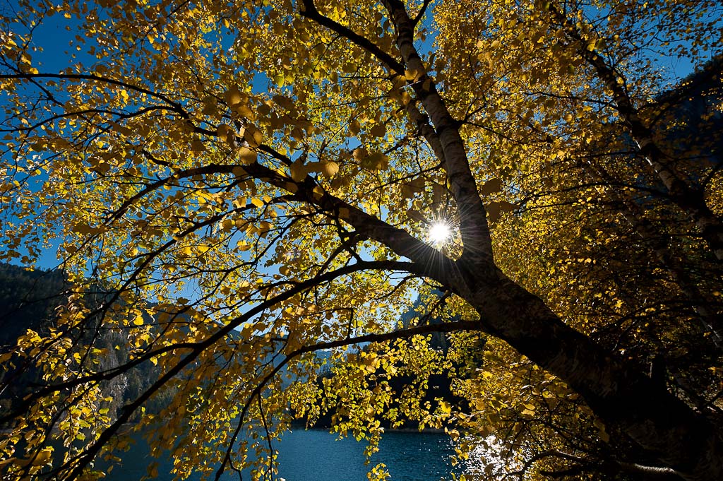 Baum im Gegenlicht