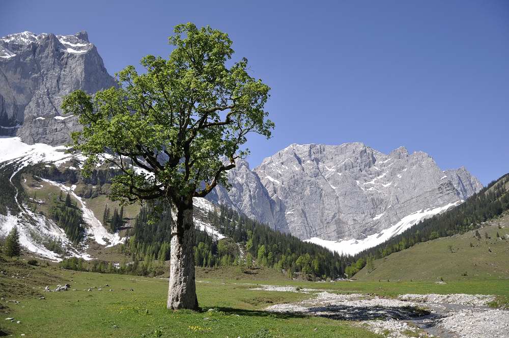Baum im gr. Ahornboden