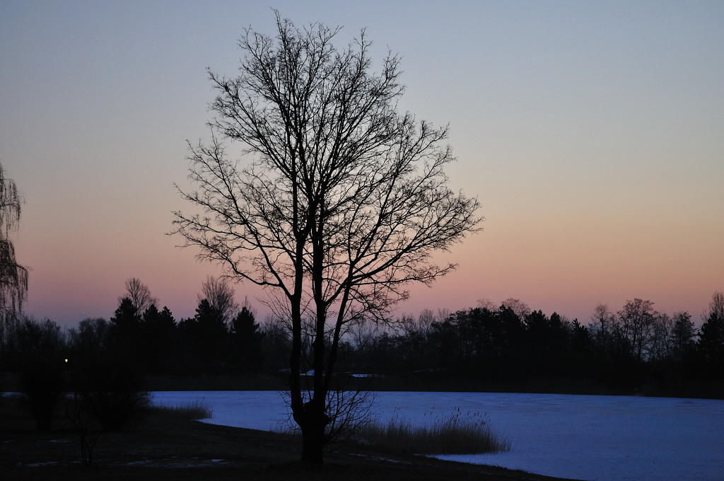 Baum im Morgenrot
