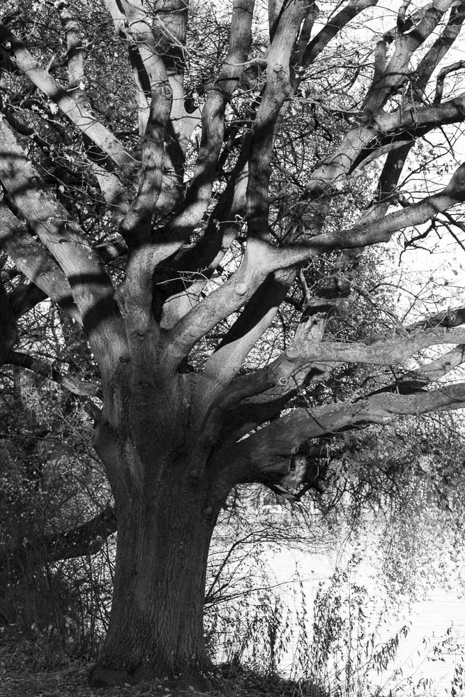 Baum im Nachmittagslicht