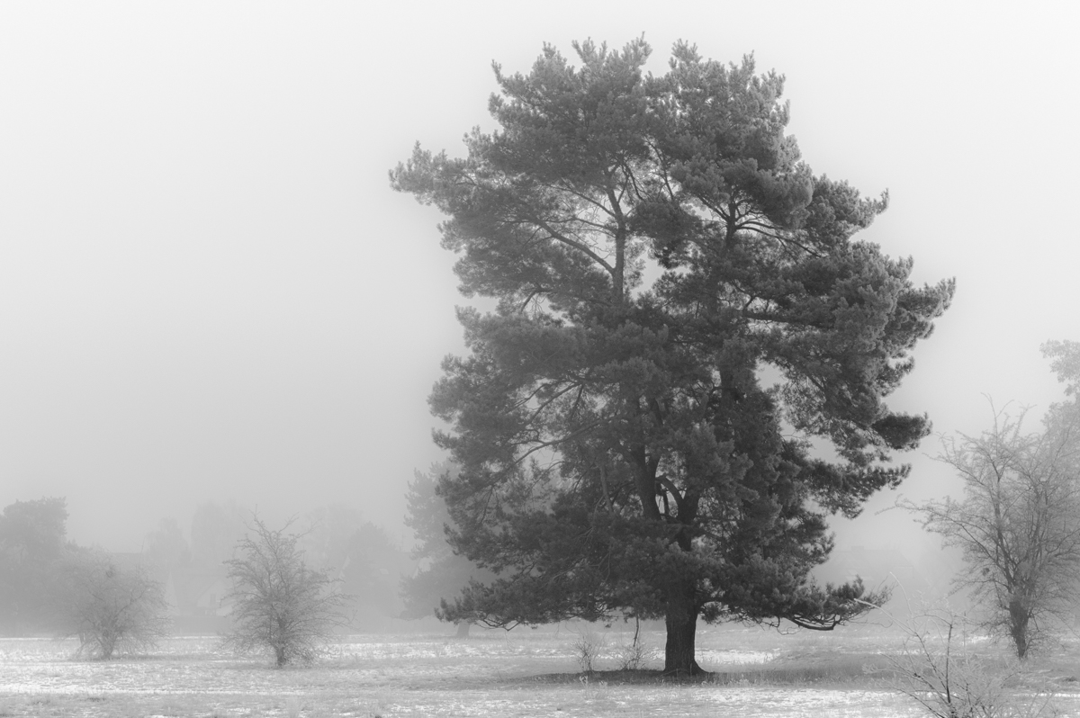 Baum im Nebel