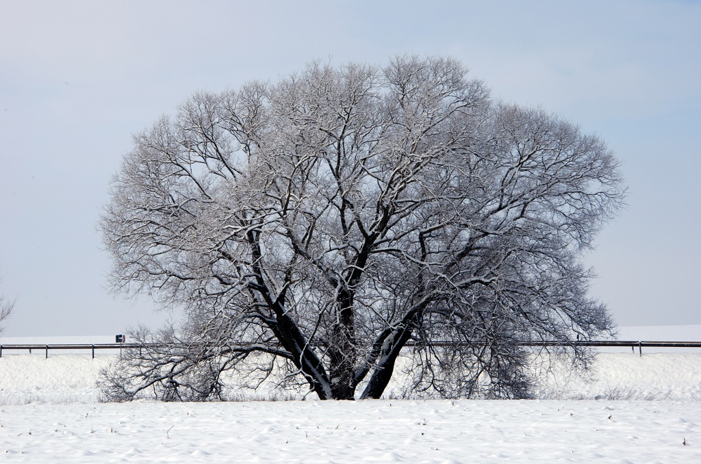 Baum im Schnee (übertarbeitet 2ü)