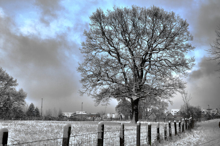 Baum im Schnee. Mal ein pseudo HDR.