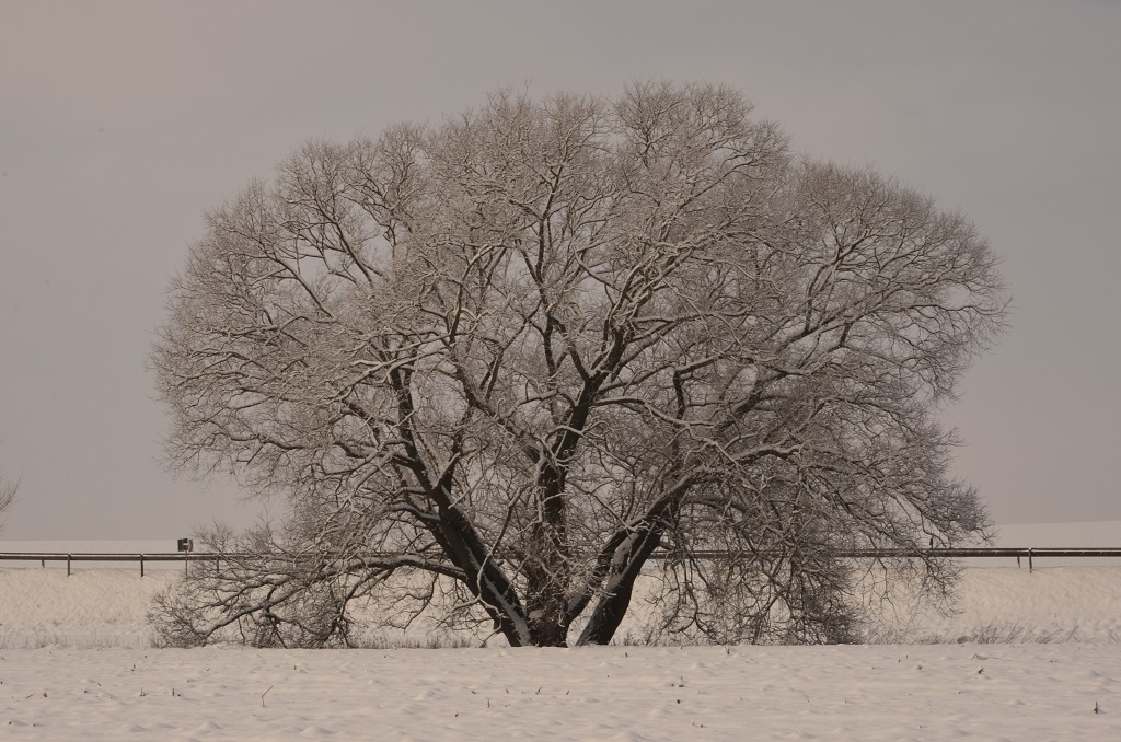 Baum im Schnee