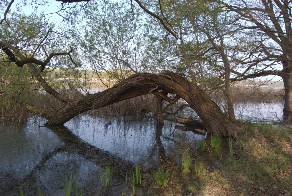 Baum im Teich