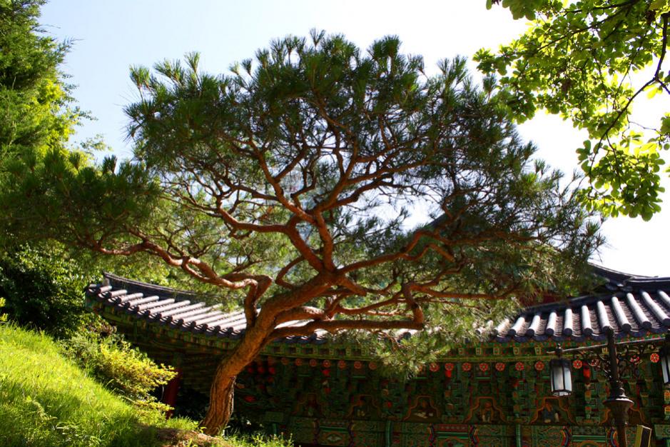 Baum im Tempel