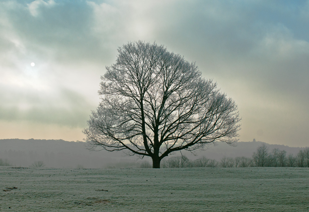 Baum im Winter1