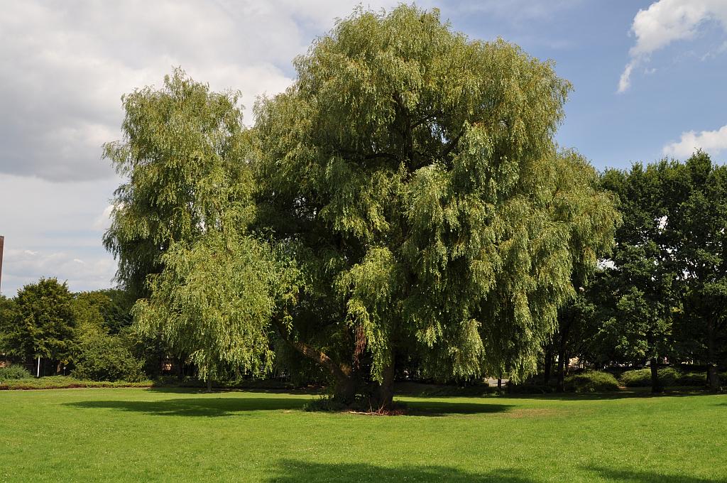 Baum in Bonn-Duisdorf