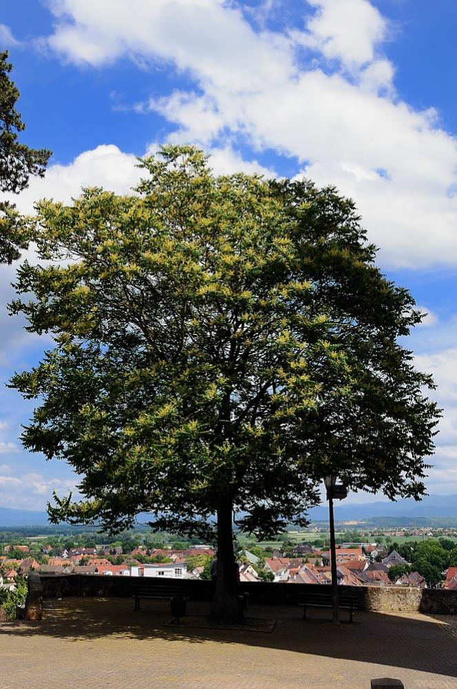 Baum in Breisach
