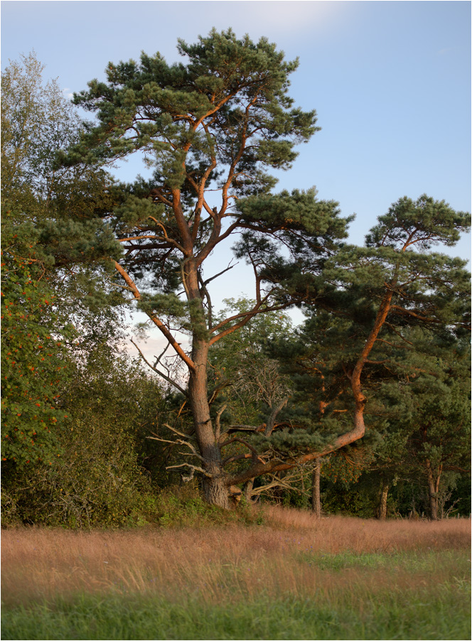baum in der abendsonne