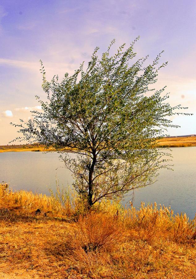 baum in der steppe