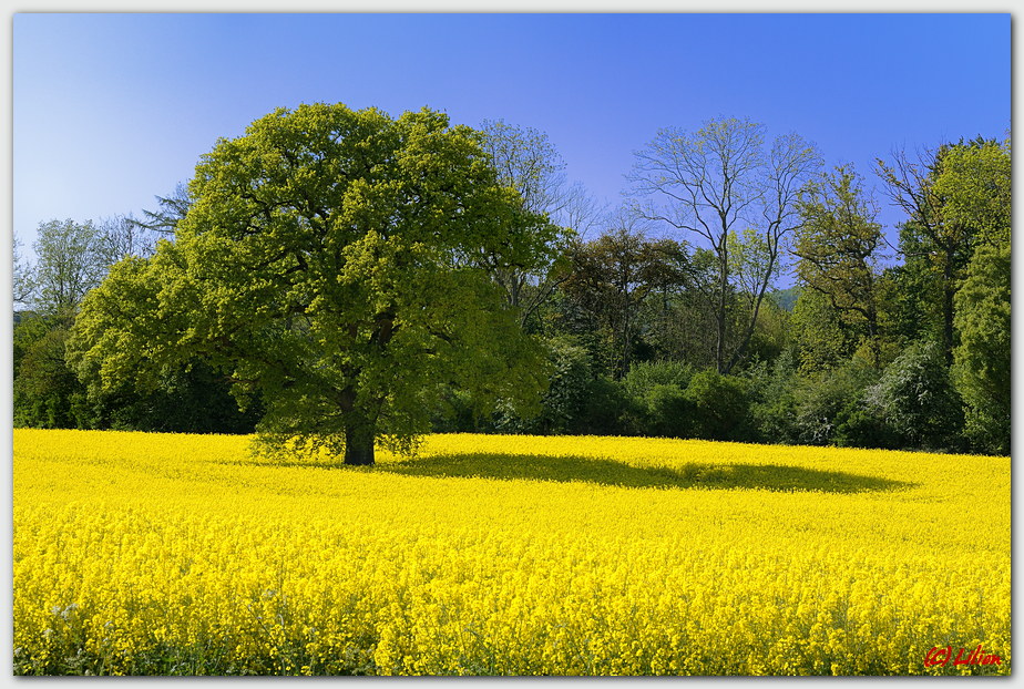 Baum in Rapsfeld nahe Plön