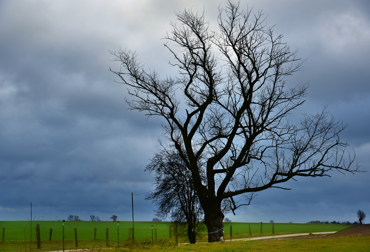 baum insel poel 1200