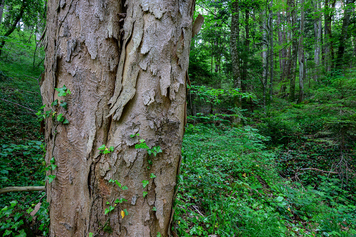 Baum.jpg
