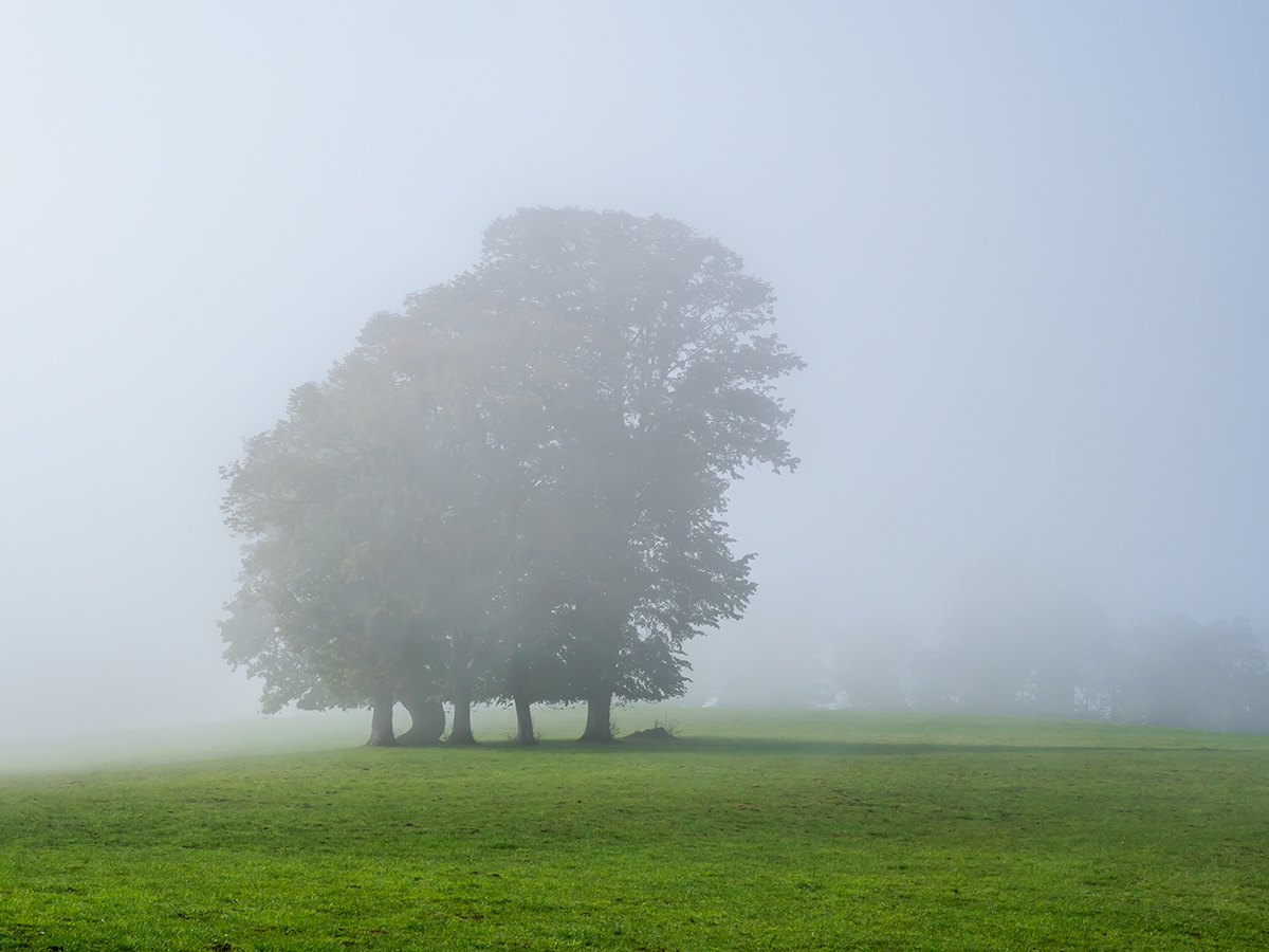 Baum.jpg