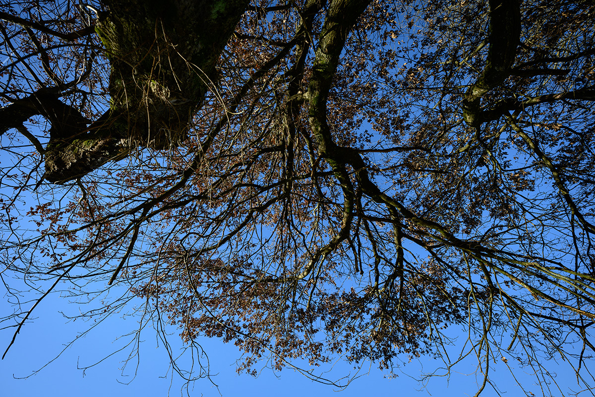 Baum.jpg