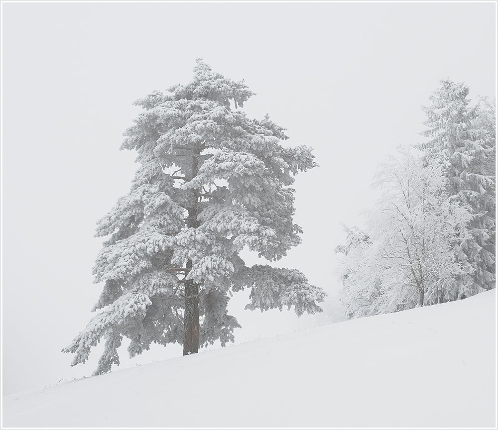 Baum.jpg