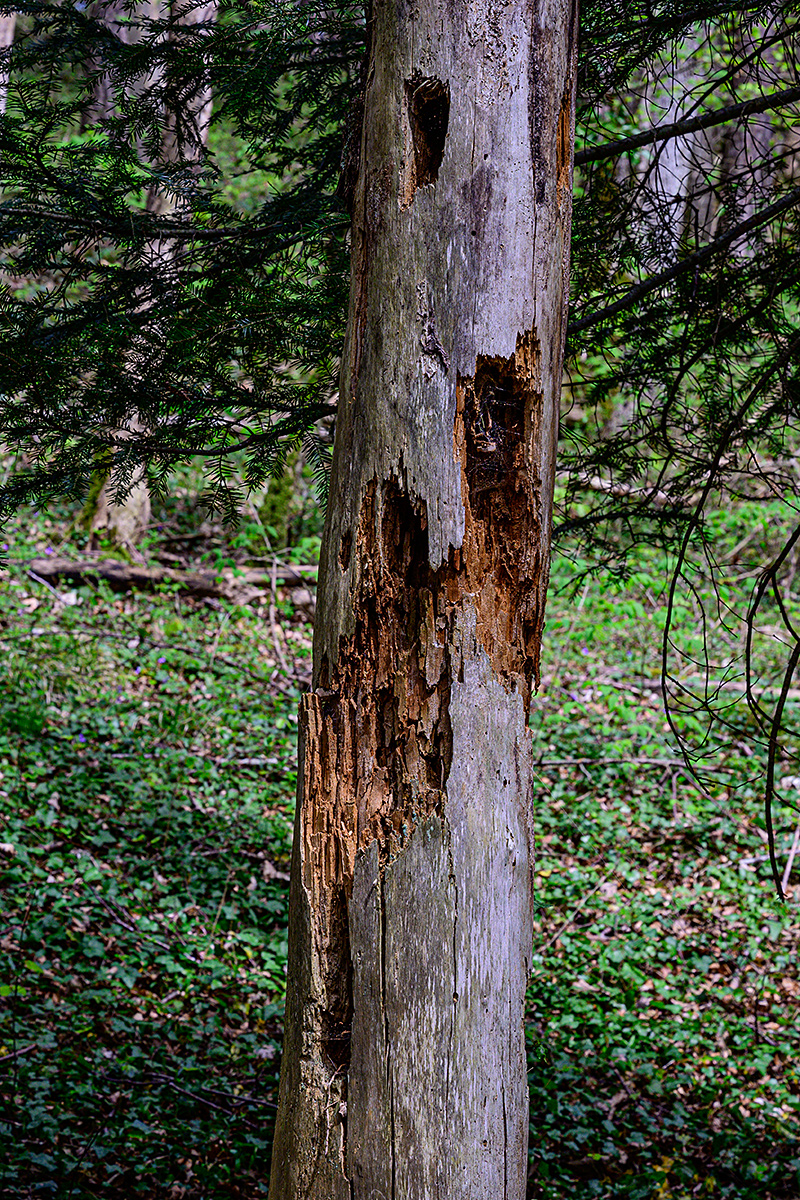 Baum.jpg