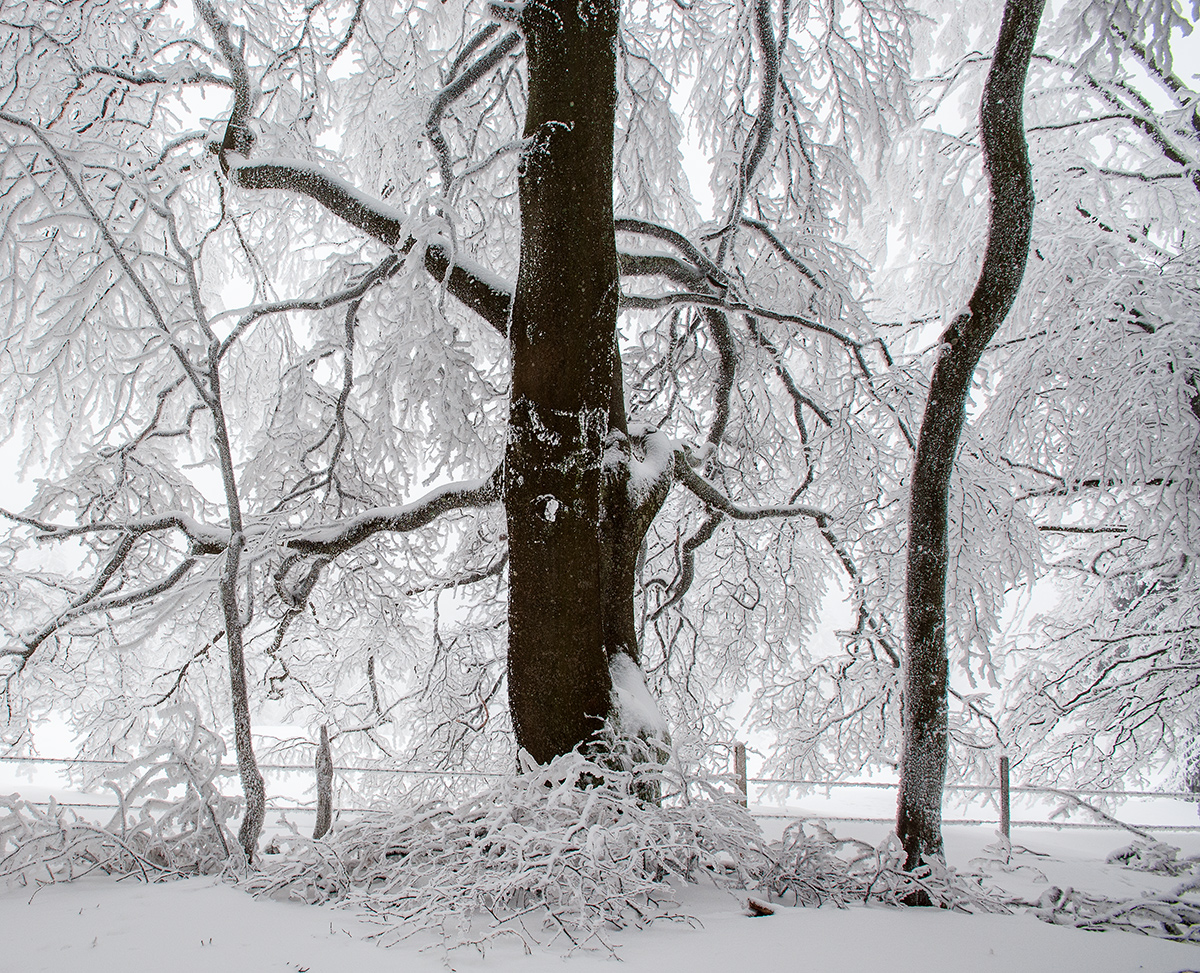 Baum.jpg