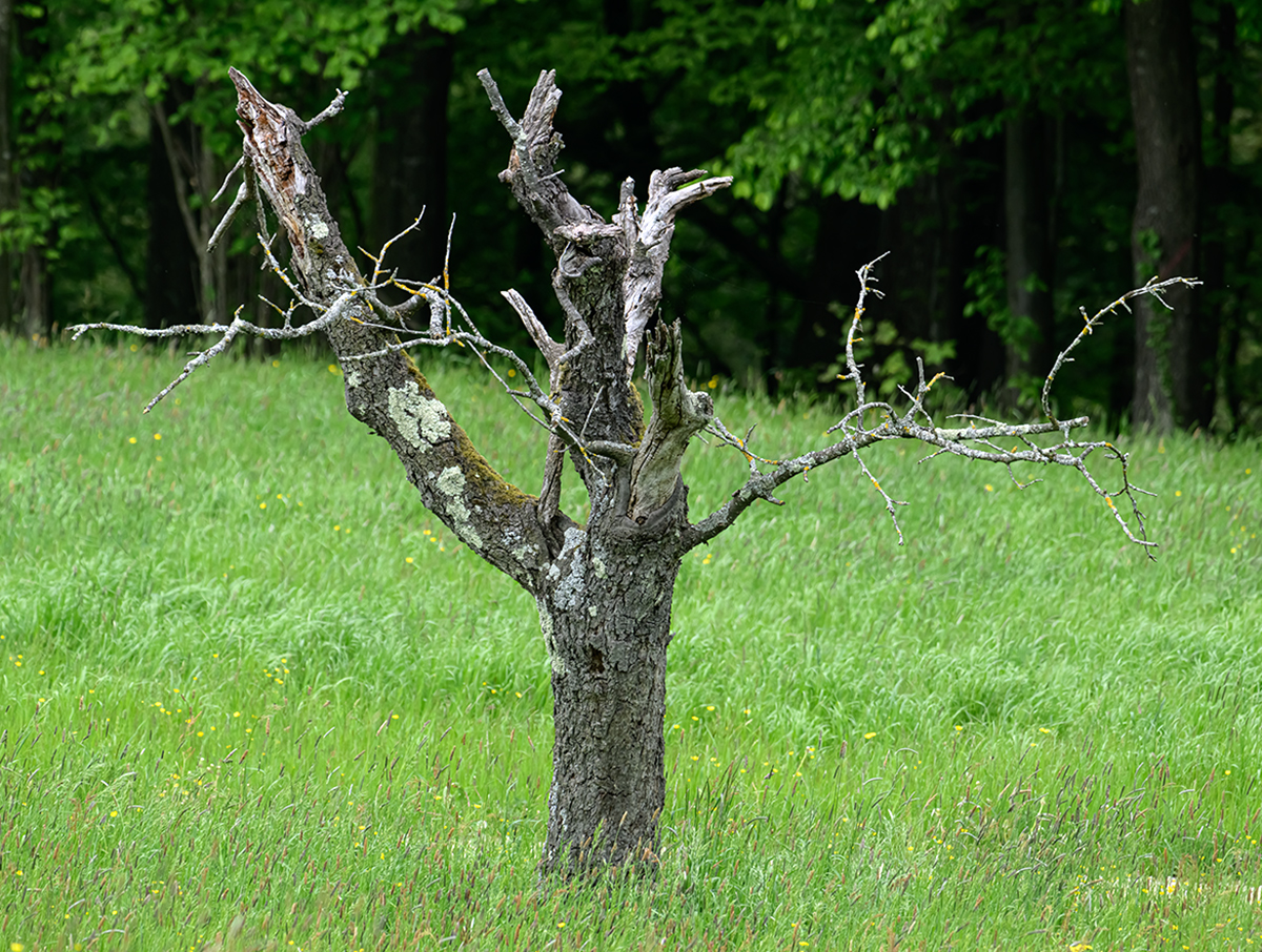 Baum.jpg
