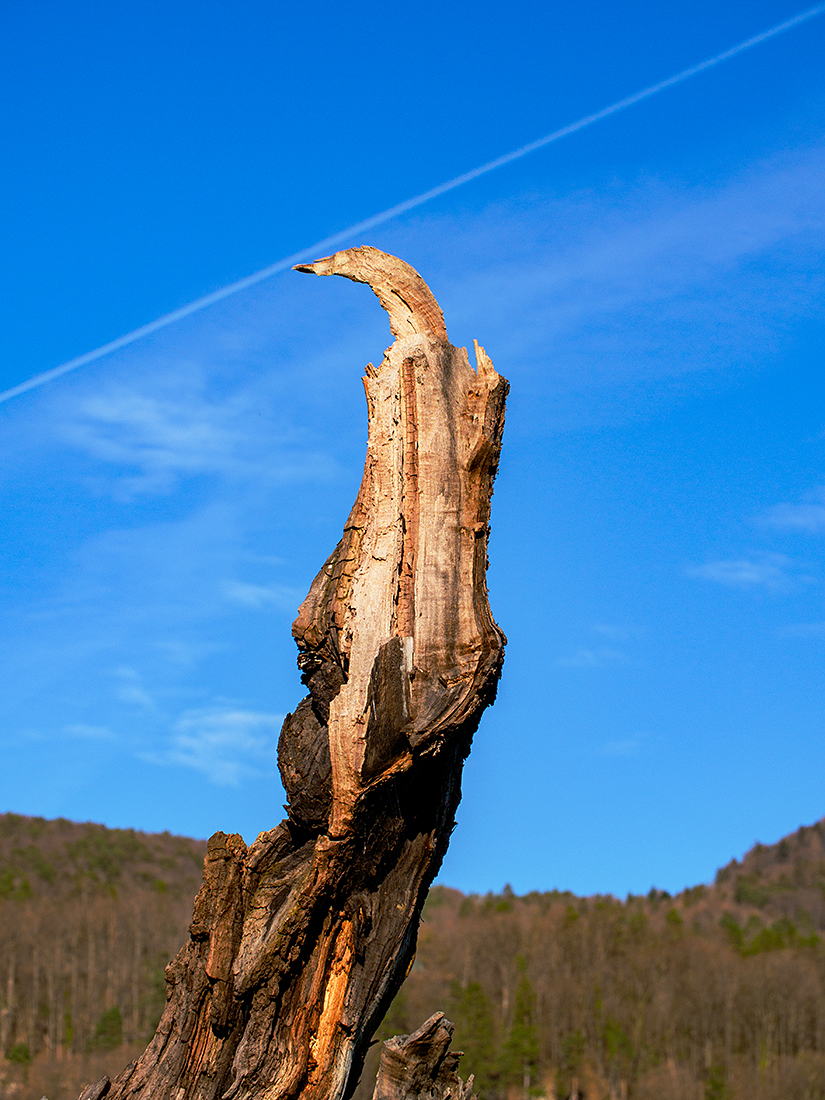 Baum.jpg