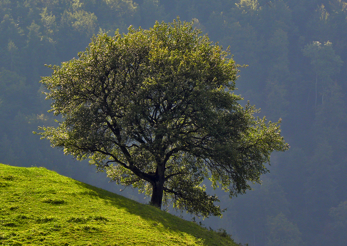 Baum.jpg