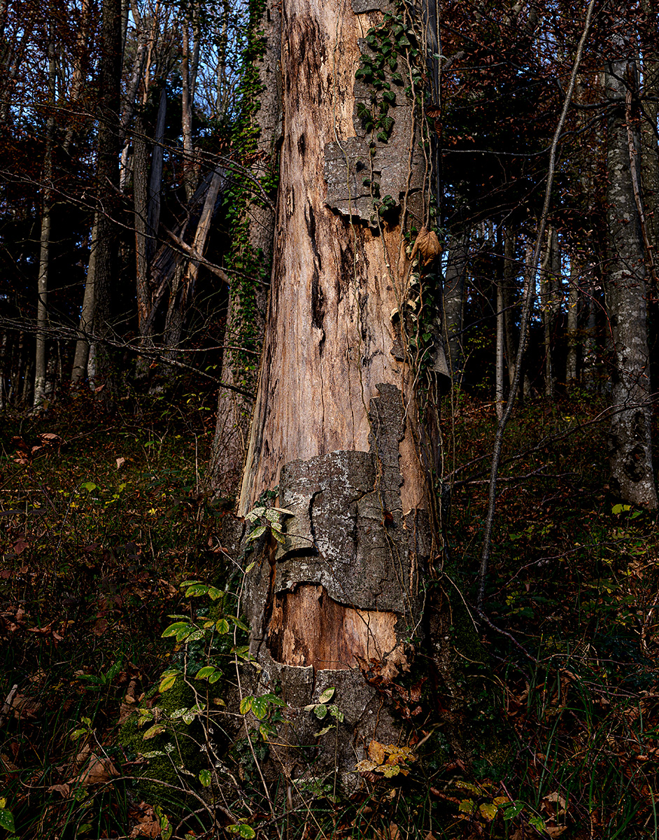 Baum.jpg