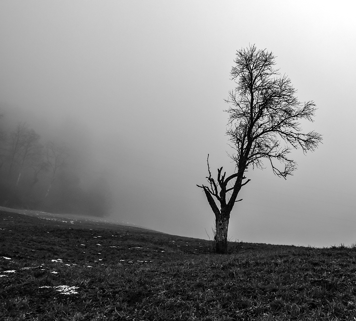 Baum.jpg