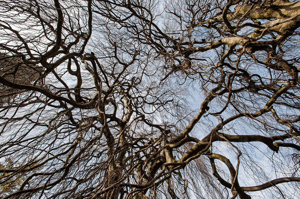 Baum.jpg