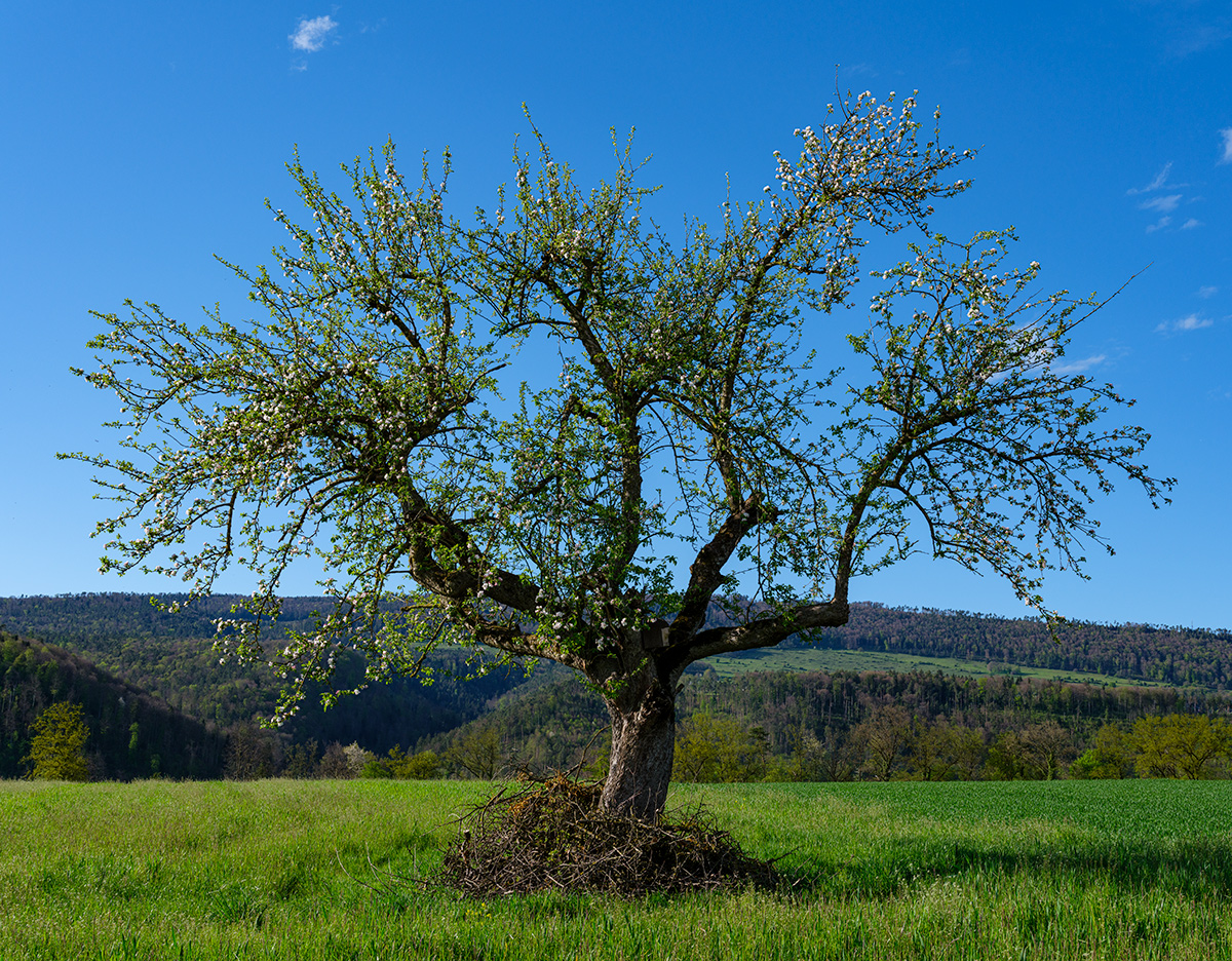 Baum.jpg