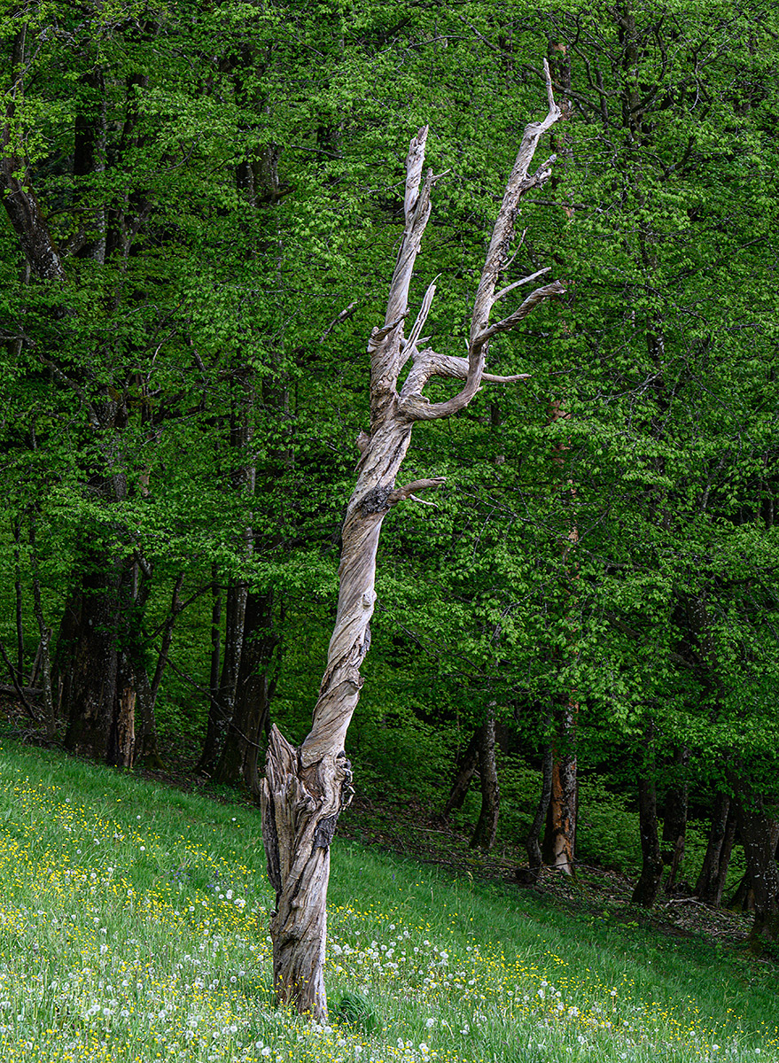 Baum.jpg