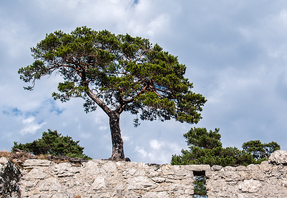 Baum.jpg