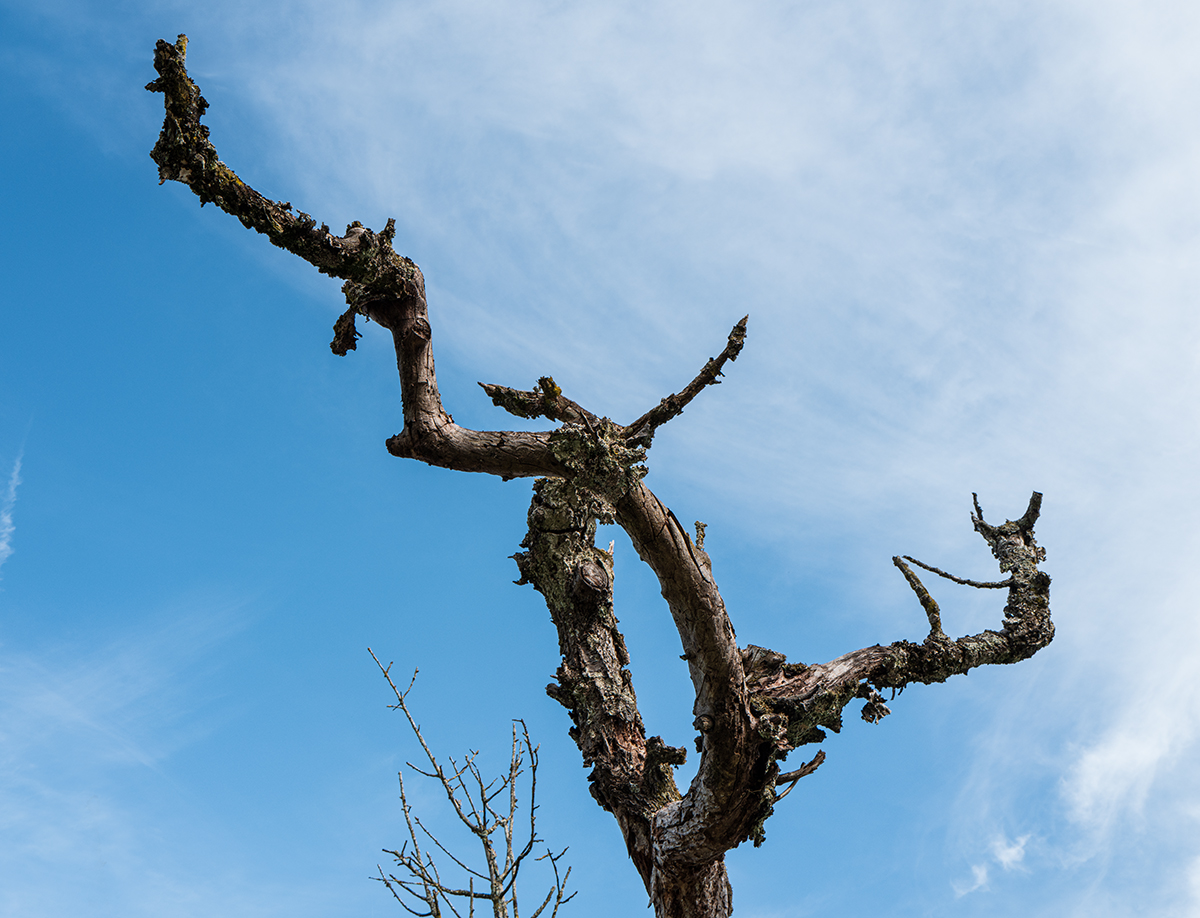 Baum.jpg