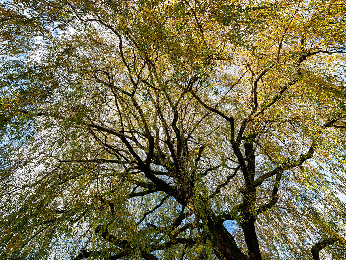 Baum.jpg
