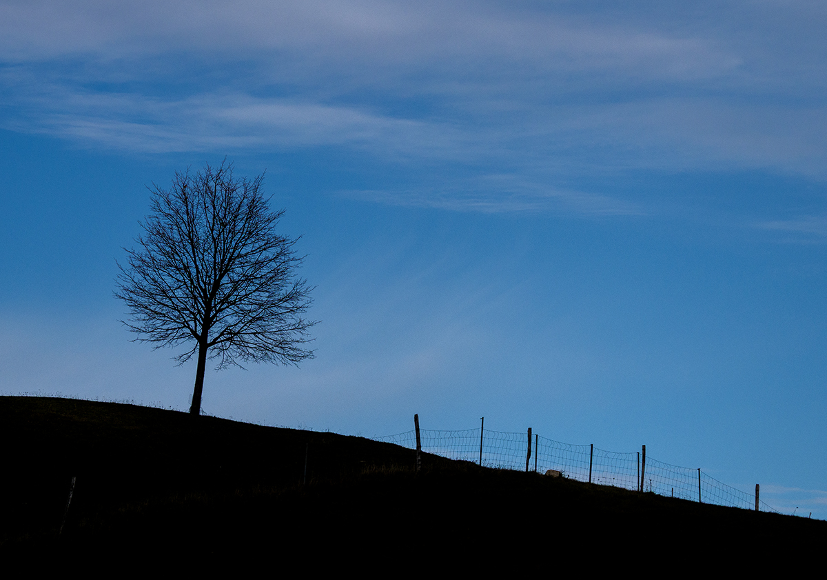 Baum.jpg