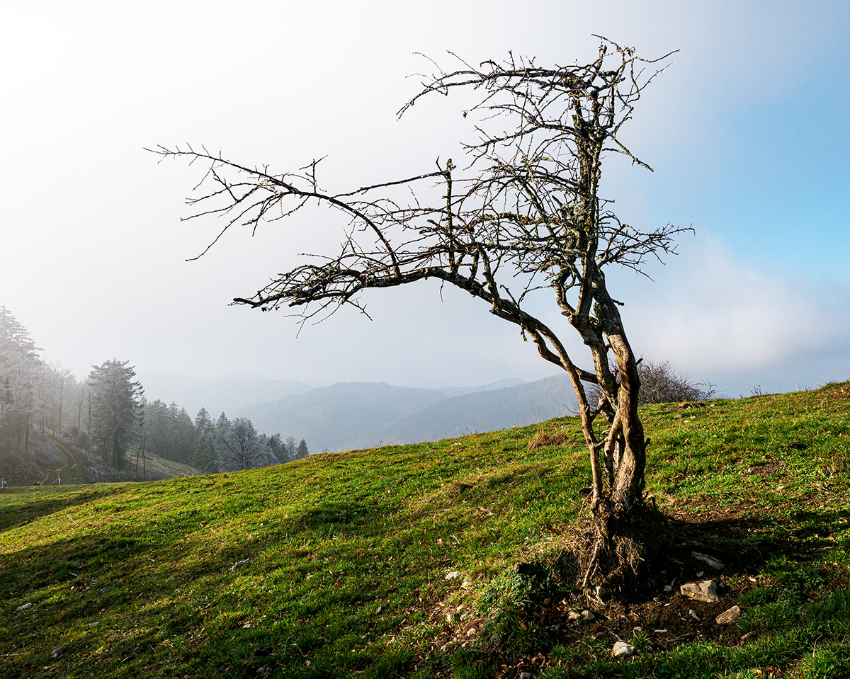 Baum.jpg