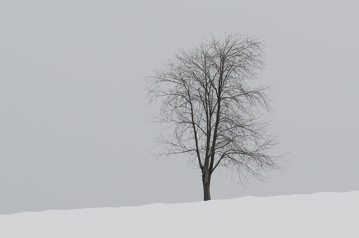 Baum.jpg