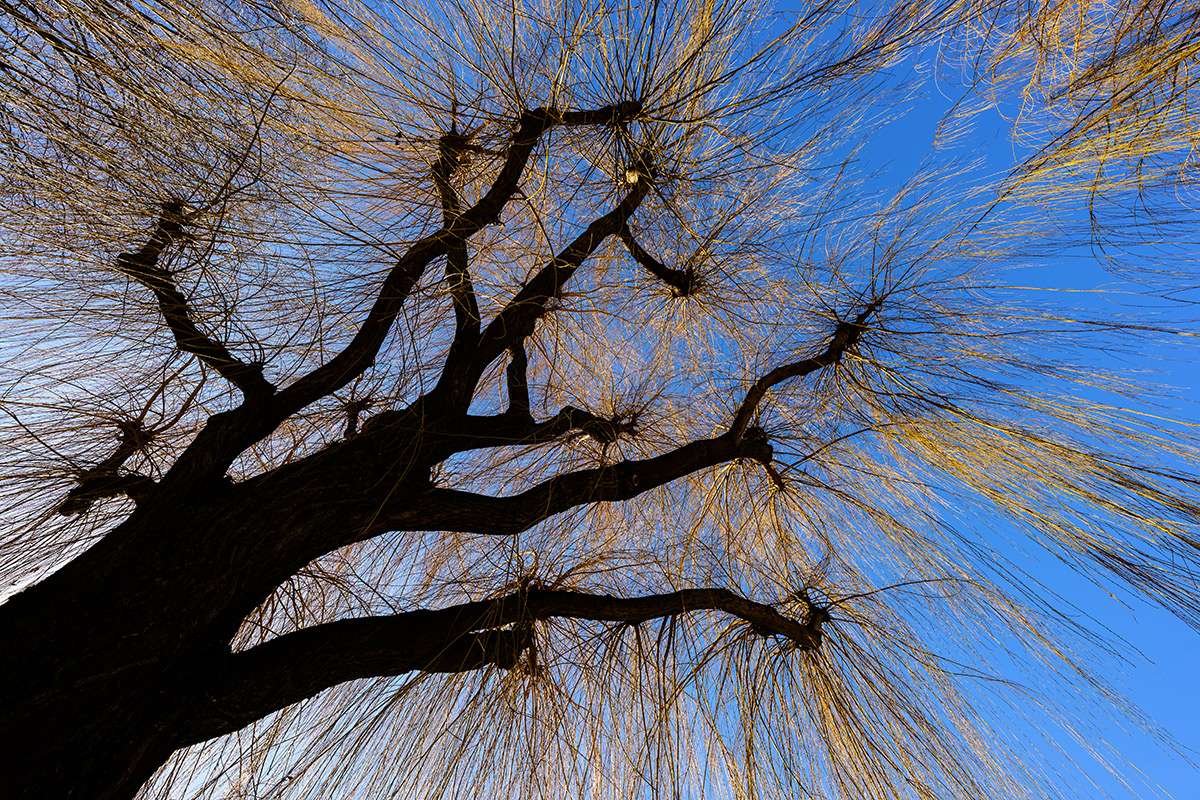 Baum.jpg