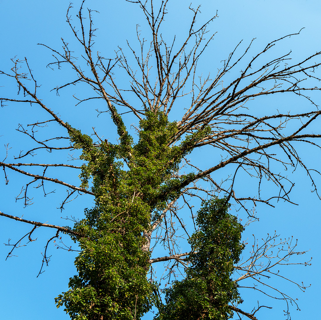 Baum.jpg