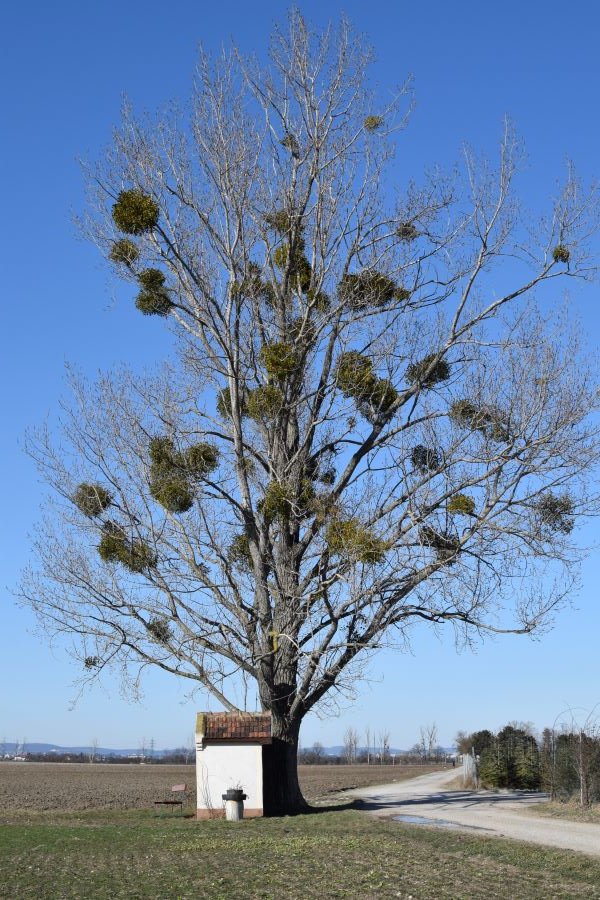 Baum klein.JPG