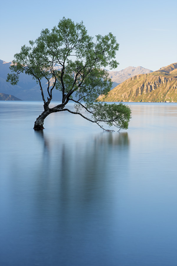 Baum Lake Wanaka 02 klein