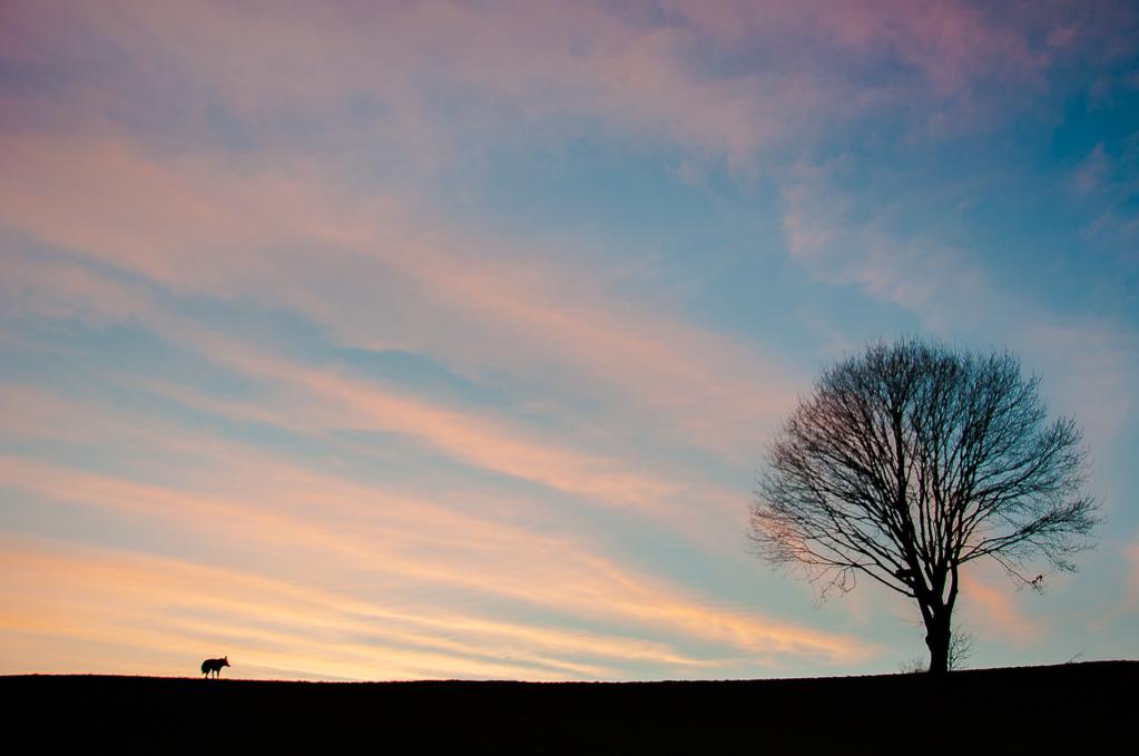 baum mit hund