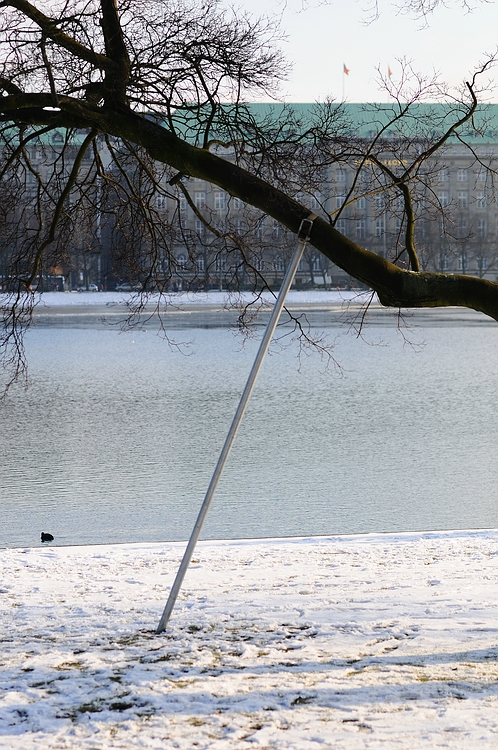 Baum mit Stütze in HH an der Alster