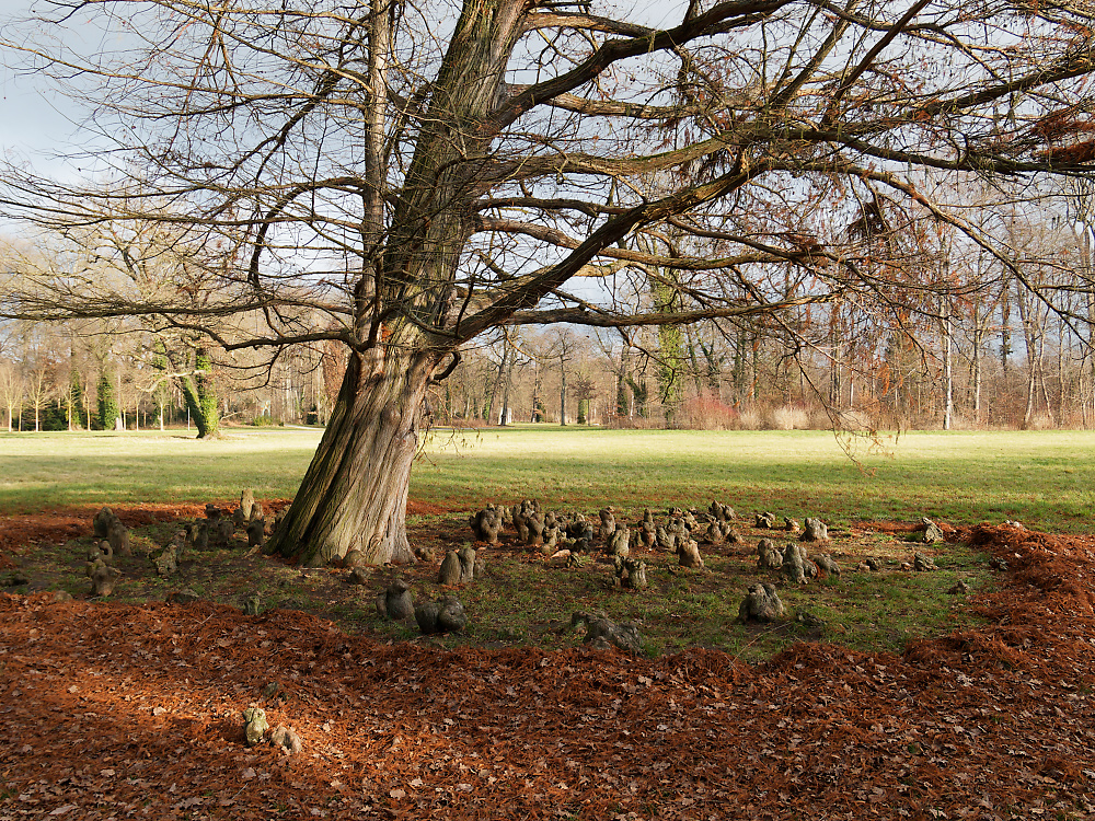 Baum mit Wurzelring.jpg